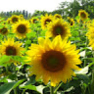 Meet your Posher, Jl